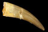 Fossil Plesiosaur (Zarafasaura) Tooth - Morocco #166715-1
